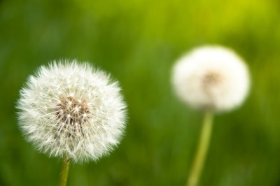 Blowballs